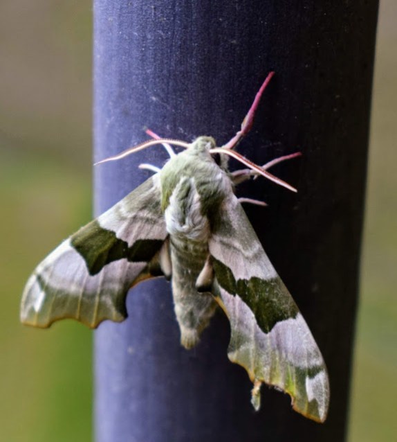 unknown insect