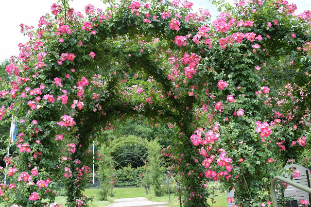 Roses
