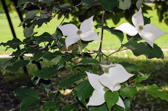white flowers