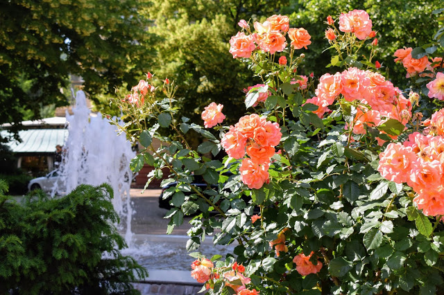 Orange roses