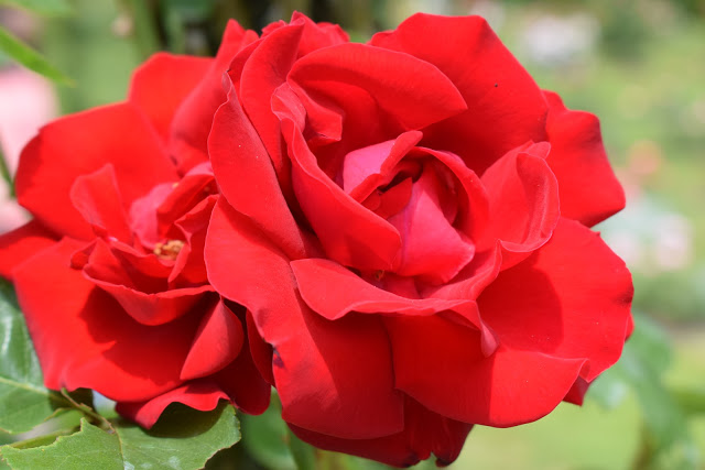 Red Roses
