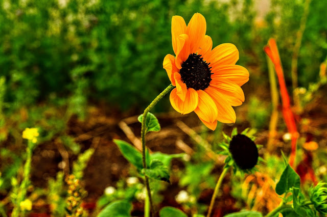 floare galbena