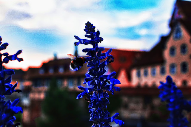 gaza pe o floare