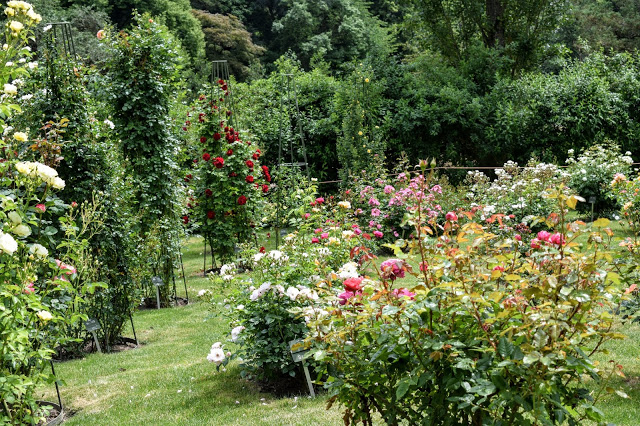 Roses