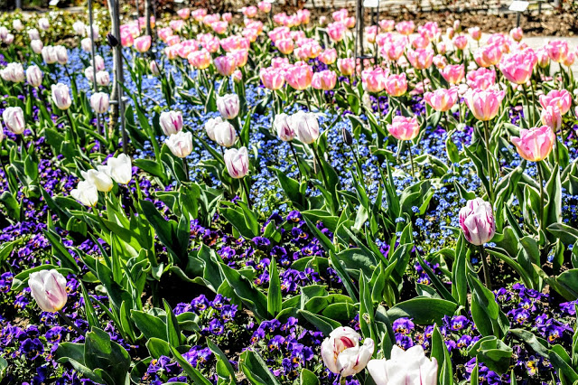 lalele si flori de primavara in gradina ulm la dunare