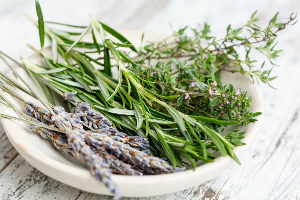ierburi aromatice